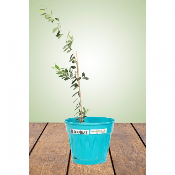 Arbequina Saksılı Zeytin Fidanı Hediyelik - 3