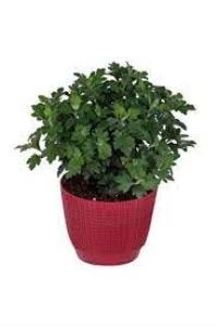 Kiremit Kırmızı Kasımpatı Çiçeği Fidanı 10-20 cm - 4