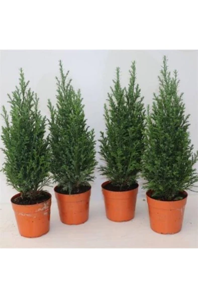 Chamaecyparis Lawsoniana Elwoodii Çamı Fidanı 30-40 Cm - Resim 2
