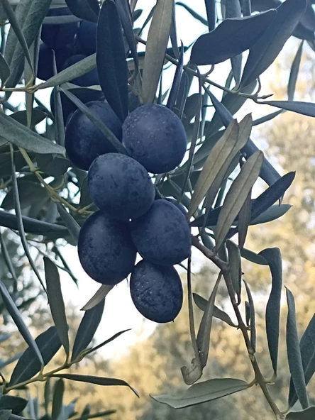 Mehmet İnan Gemlik Sofralık Siyah Zeytin L - 3