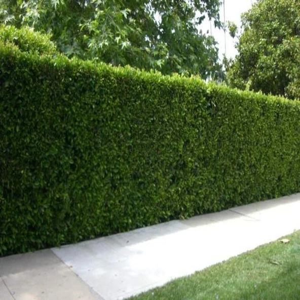 Çit Yapımına Uygun Herdem Yeşil Tüplü Soğuklara Dayanıklı Kurtbağrı(Ligustrum) Fidanı