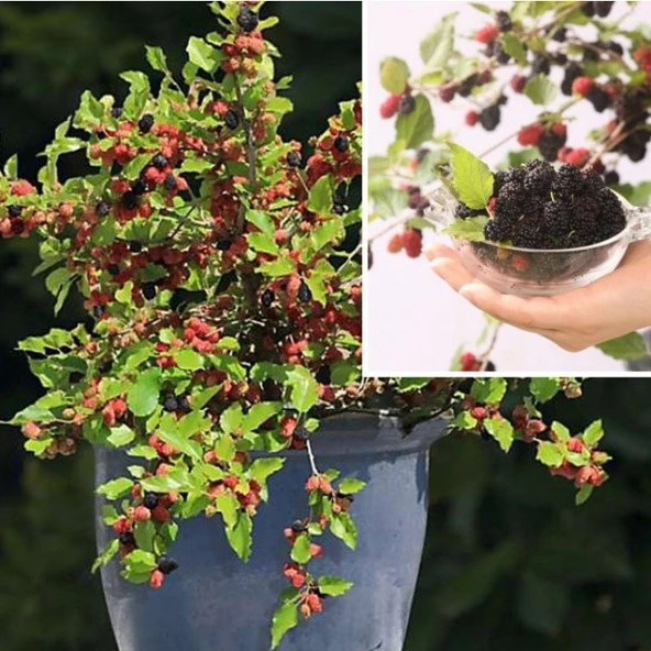Tüplü Saksıda Yetiştiriciliğe Uygun Soğuklara Dayanıklı Siyah Meyveli Mojo Berry Dut Fidanı