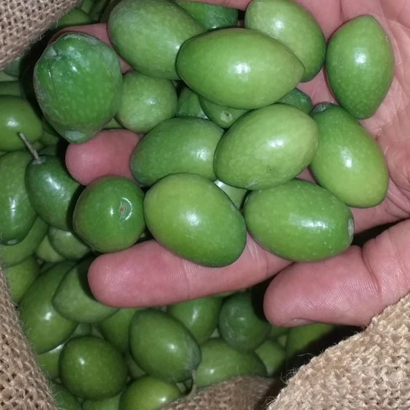 Tüplü Nadir Bulunan İri Meyveli Kalamata  Zeytin Fidanı (10-15 cm)