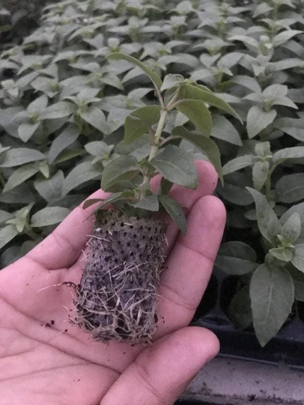 Rosy Violet 3 Renkli İri Çiçekli Küpe Çiçeği Fidesi (1 adet) - 4