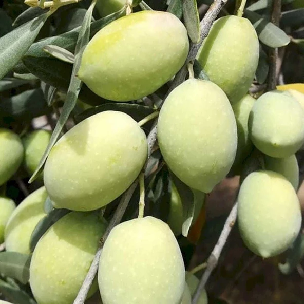 Yüksek Polifenollü Tüplü İri Meyveli Memecik Zeytin fidanı (10-20 cm)