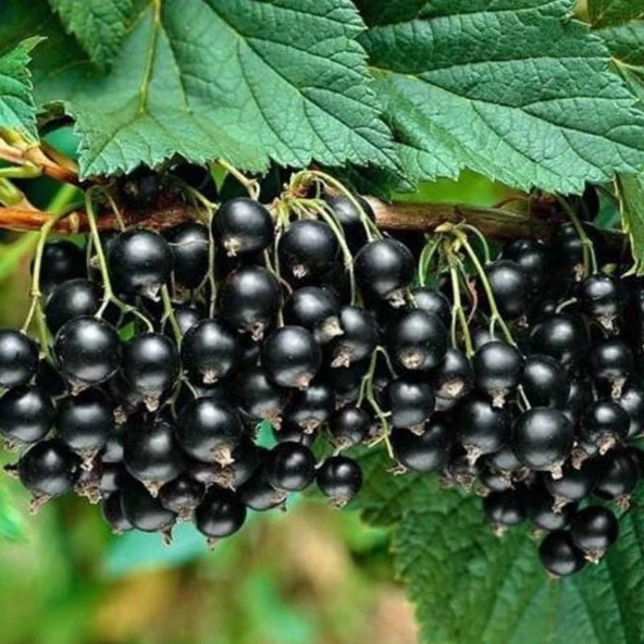 Seneye Meyve Verir Durumda Tüplü Ribes Nigrum Siyah Meyveli Frenk Üzümü Fidanı