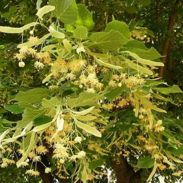 Soğuklara Dauyanıklı Tilia Cordata Büyük Yapraklı Ihlamur Fidanı