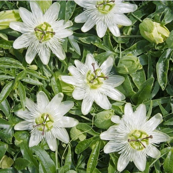Tüplü Soğuklara Dayanıklı Kokulu Beyaz Çiçekli Passiflora Constance Elliott Çiçeği Fidanı - 2