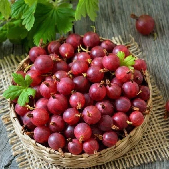 Çok Yaşlı Seneye Meyve Verir Durumda Hinnonmaki Kırmızı Meyveli Bektaşi Üzümü Fidanı