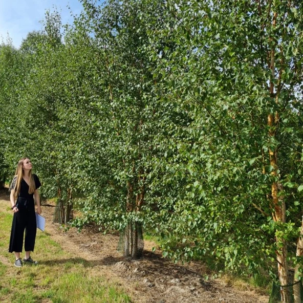 Tüplü Soğuklara Dayanıklı Şifalı Betula Pubescens Betula Alba Huş Ağacı Fidanı - 2