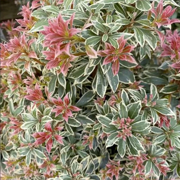 Tüplü Soğuklara Dayanıklı Japon Lavanta Fundası Pieris Japonica Little Frosty  Herdem Yeşil - 2