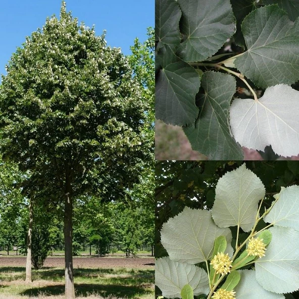 Hızlı Gelişen Soğuklara Dayanıklı Tilia Tomentosa  Gümüş Yapraklı Ihlamur Fidanı