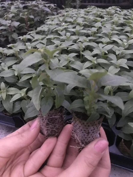 Nadir XXL Çiçekli Marbeller Magenta Purple Rain Küpe Çiçeği Fidesi (1 adet) - 2