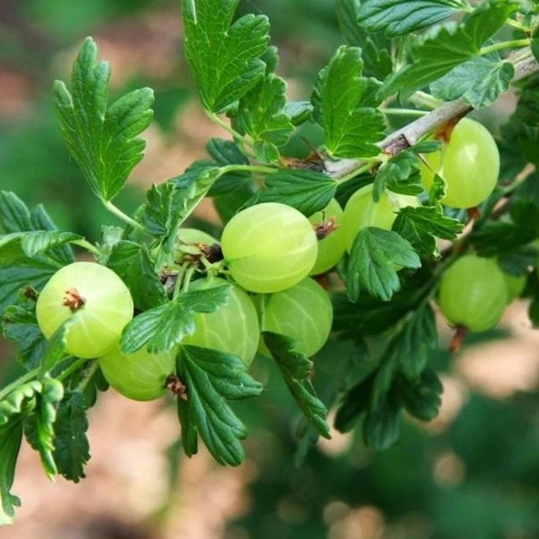 Tüplü Ribes Uva Crispa Hinnonmaki Green Yeşil Meyveli Bektaşi Üzüm Fidanı