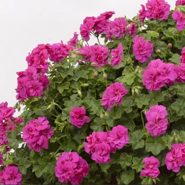 Sarkan Grandeur İvy Violet Sakız Sardunya Fidesi (1 adet)
