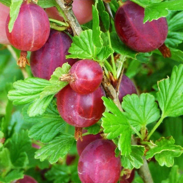 Tüplü Hinnonmaki Red Kırmızı Bektaşi Üzüm Fidanı Soğuklara Dayanıklı - 2