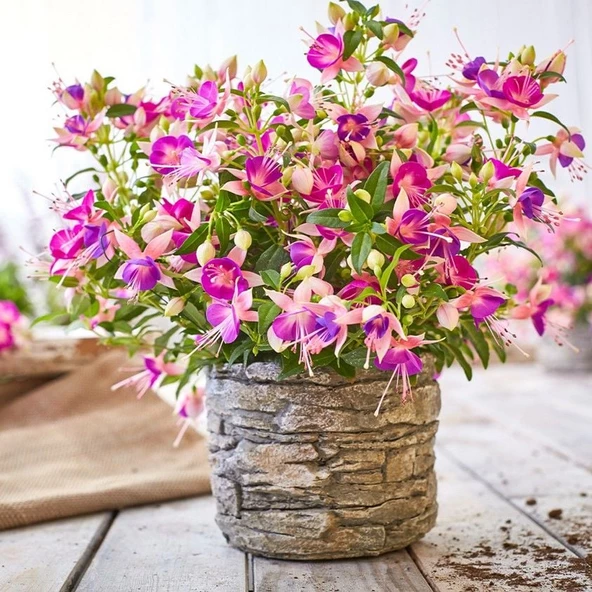 Rosy Violet 3 Renkli İri Çiçekli Küpe Çiçeği Fidesi (1 adet) - 3