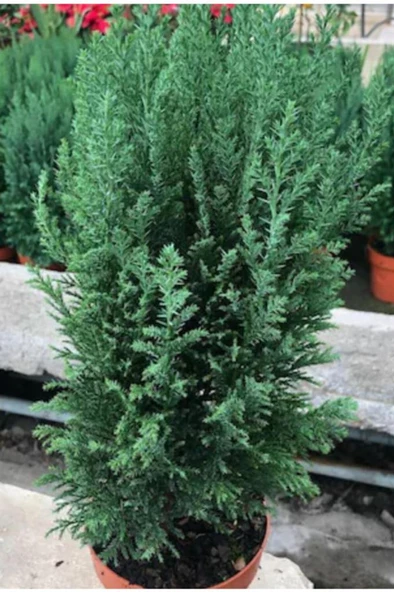 Hediyelik Elwoodi Çamı mAVİ 40-60 cm