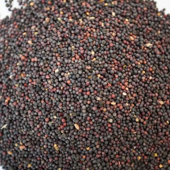 Hardal Tohumu Siyah 1 kg, Derya Eren - 4