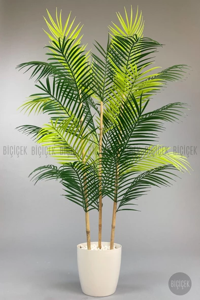 BİÇİÇEK 115cm Areka Ağacı 24 yapraklı yakut Saksıda - 5