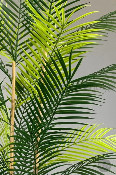 BİÇİÇEK 115cm Areka Ağacı 24 yapraklı yakut Saksıda - 4