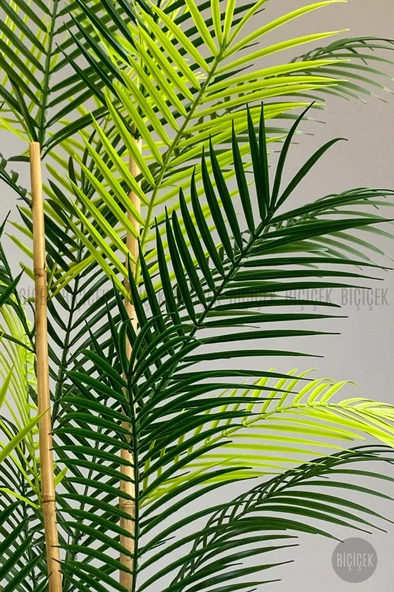 BİÇİÇEK 115cm Areka Ağacı 24 yapraklı yakut Saksıda - 10
