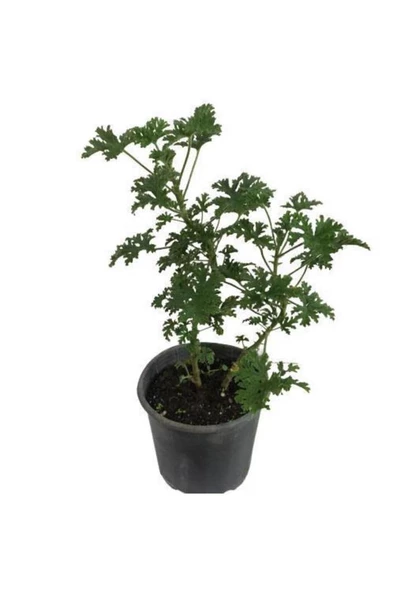 Güldamlası Itır Çiçeği Fidanı 15-30 Cm ürün görseli