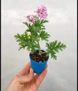 Güldamlası Itır Çiçeği Fidanı 15-30 Cm - Resim 4