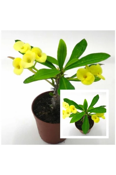 Yellow Crown of Thorns Sarı Dikenler Tacı Fidanı 10-20 cm ürün görseli