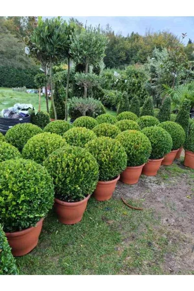 (buxus Sempervirens) Şimşir Fidanı 30-40 cm - 2