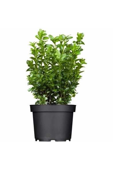 (buxus Sempervirens) Şimşir Fidanı 30-40 cm