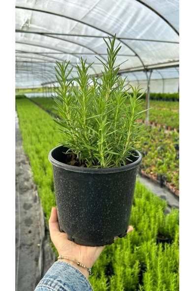 Biberiye Bitkisi Fidanı 10-30 Cm Rosmarınus Offıcınalıs - 2