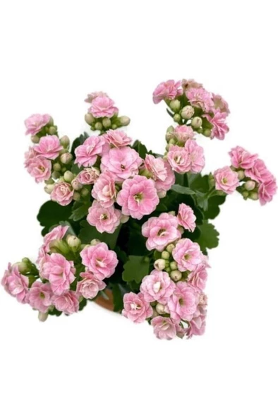 Kalanchoe (Kalanşo) Çiçeği Fidanı Pembe 10-20 cm ürün görseli