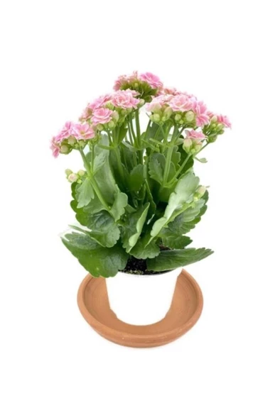 Kalanchoe (Kalanşo) Çiçeği Fidanı Pembe 10-20 cm - Resim 2
