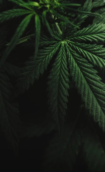 HELLO NATURE CANNABIS HAIR MASK  250 ML - 2