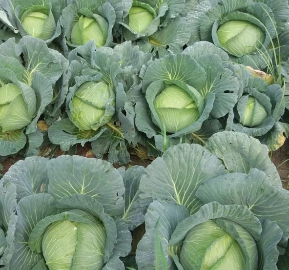 LAHANA BEYAZ  ( ÇOKLU TOHUM ) - 5 Gram - 2