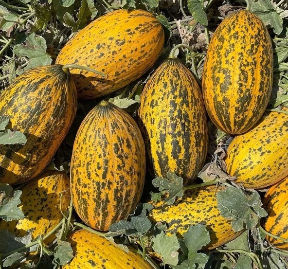 KAVUN KIRKAĞAÇ ( ÇOKLU TOHUM ) - 5 Gram - 2