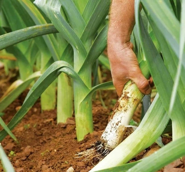 PIRASA ( ÇOKLU TOHUM ) - 5 Gram - 2