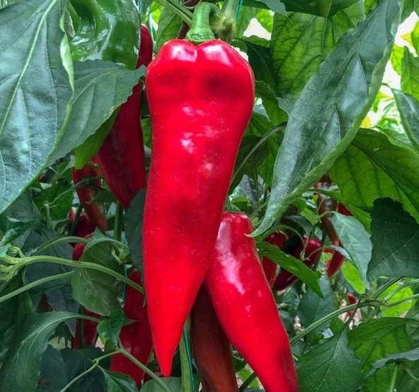 BİBER YAĞLIK SALÇALIK ( ÇOKLU TOHUM ) - 5 Gram - 2