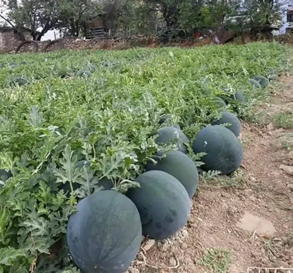 KARPUZ HALEP KARASI ( ÇOKLU TOHUM ) - 10 Gram - 2