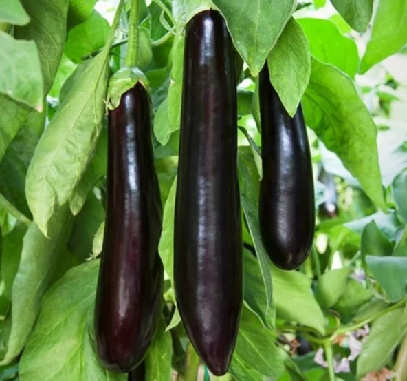 PATLICAN KEMER  ( ÇOKLU TOHUM ) - 5 Gram - 2