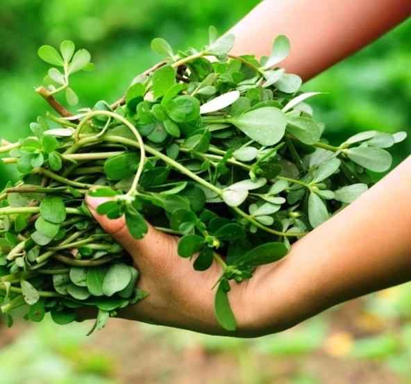 SEMİZOTU ( ÇOKLU TOHUM ) - 5 Gram - 2