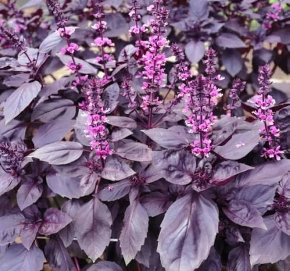 REYHAN MOR  ( ÇOKLU TOHUM ) - 5 Gram - 2