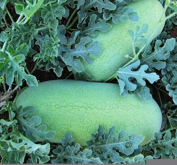 KARPUZ CHR.BEYAZ ( ÇOKLU TOHUM ) - 5 Gram - 2