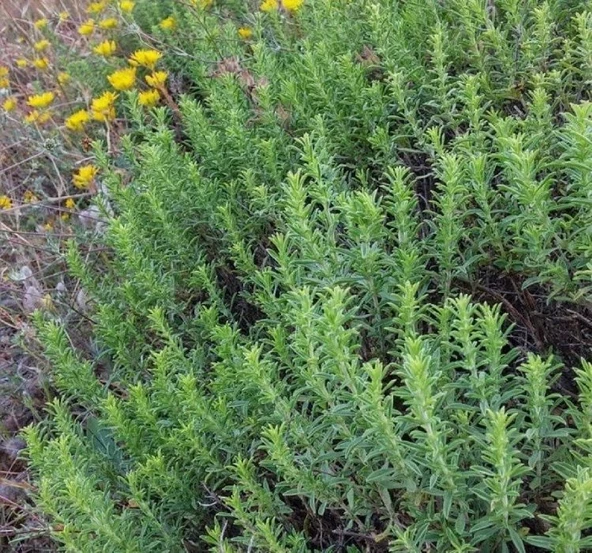 KEKİK ( ÇOKLU TOHUM ) - 3 Gram - 2