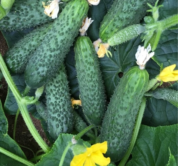 SALATALIK KORNİŞON ( ÇOKLU TOHUM ) - 3 Gram - 2