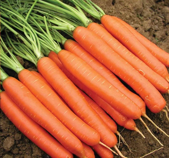 HAVUÇ ( ÇOKLU TOHUM ) - 5 Gram - 2