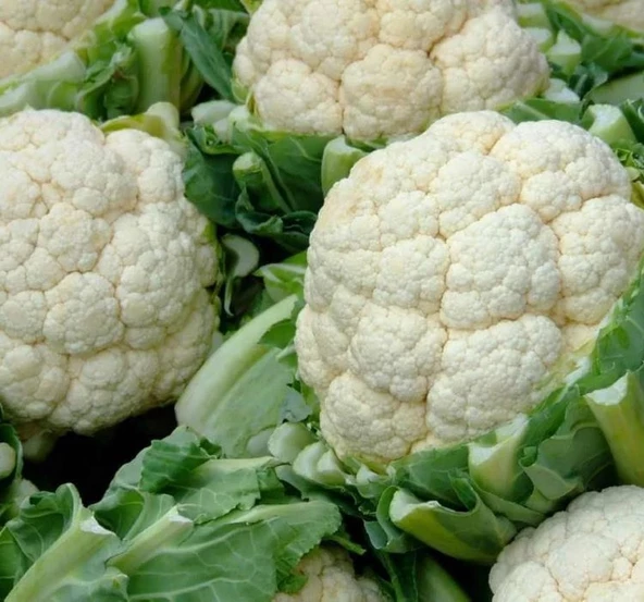 KARNIBAHAR ( ÇOKLU TOHUM ) - 5 Gram - 2