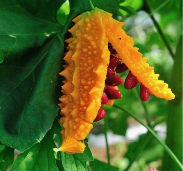 KUDRET NARI ( ÇOKLU TOHUM ) - 10 Adet - 2