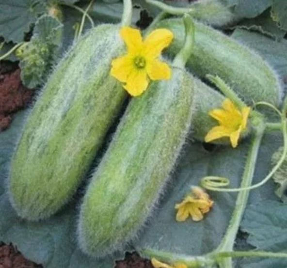 ACUR TÜYLÜ ( ÇOKLU TOHUM ) - 5 Gram - 2